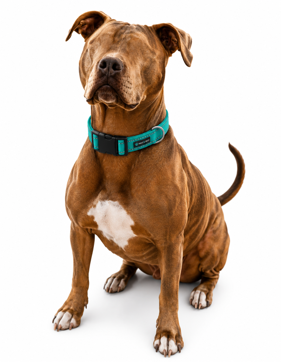 LARGE - Reflective Locking Dog Collar - TEAL