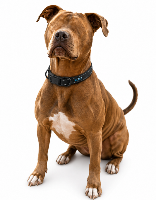 MEDIUM - Reflective Locking Dog Collar - BLACK
