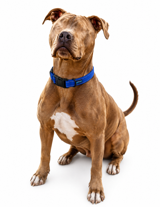 XS - Reflective Locking Dog Collar - BLUE